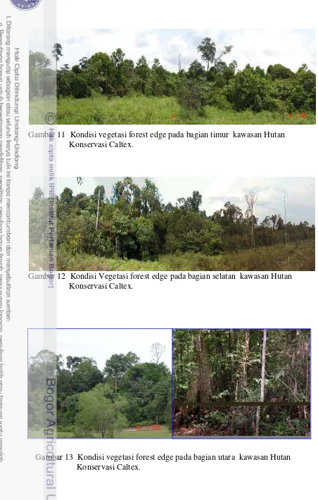 Gambar 11  Kondisi vegetasi forest edge pada bagian timur  kawasan Hutan 
