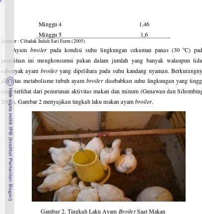 Gambar 2. Tingkah Laku Ayam Broiler Saat Makan 