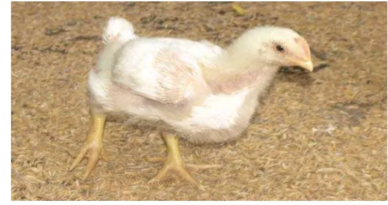 Gambar 5. Tingkah Laku  Ayam Broiler Saat Lokomosi 