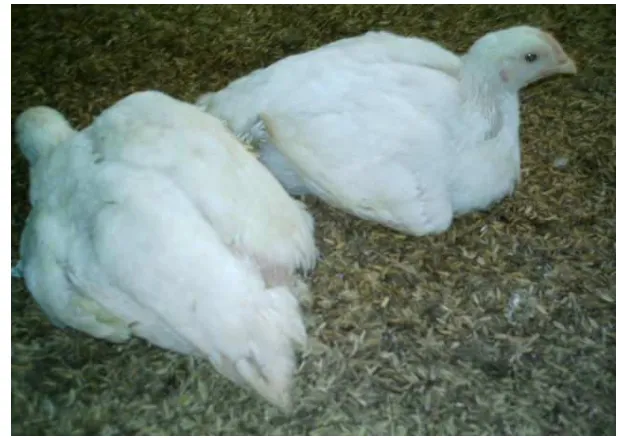 Gambar 6. Tingkah Laku  Ayam Broiler Saat Istirahat 