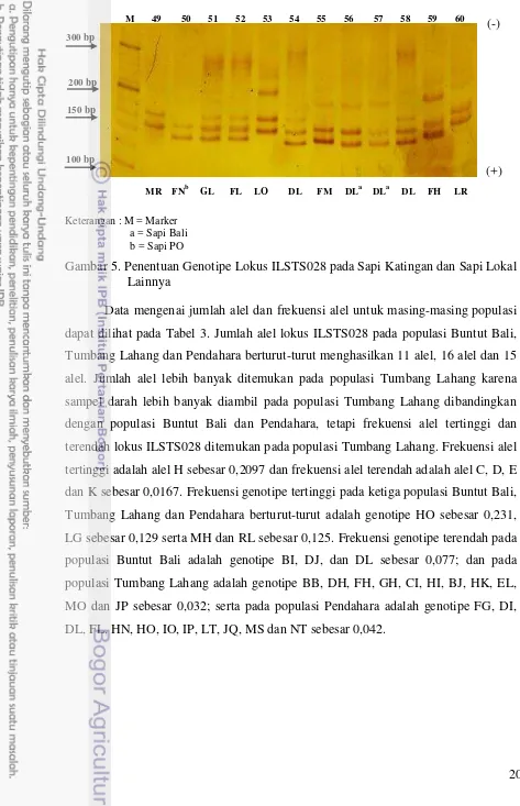 Gambar 5. Penentuan Genotipe Lokus ILSTS028 pada Sapi Katingan dan Sapi Lokal 
