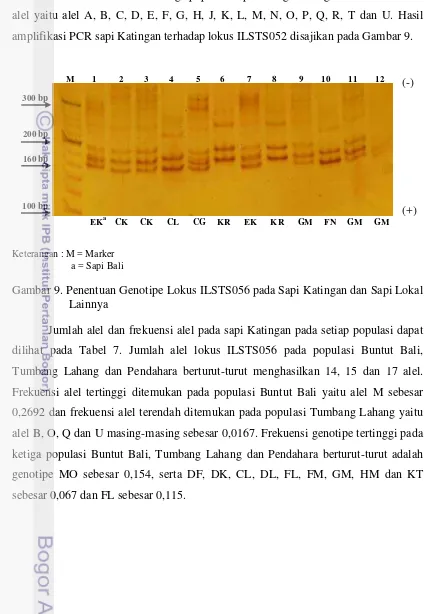 Gambar 9. Penentuan Genotipe Lokus ILSTS056 pada Sapi Katingan dan Sapi Lokal 