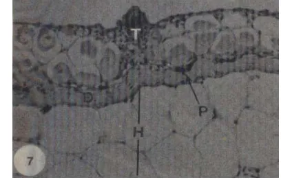 Gambar 2 Mikrostruktur kulit ikan catfish (H&E, perbesaran 52x) (T: taste 