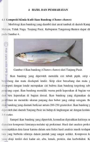 Gambar 4 Ikan bandeng (Chanos chanos) dari Tanjung Pasir. 