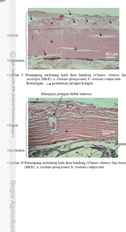 Gambar 9 Penampang melintang kulit ikan bandeng (Chanos chanos) fase   