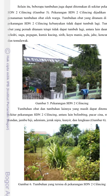 Gambar 6. Tumbuhan yang tersisa di pekarangan SDN 2 Cilincing 