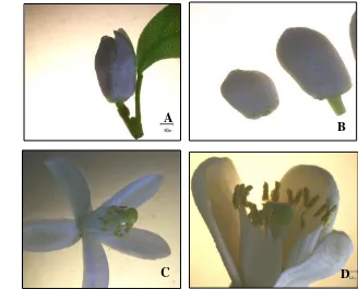 Gambar 3. Morfologi bunga: A. Jeruk keprok Garut; B. Keprok Batu 55; C. Jeruk        