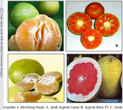 Gambar 4. Morfologi buah: A. Jeruk keprok Garut; B. keprok Batu 55; C. Jeruk 