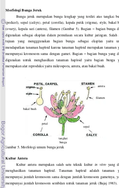 Gambar 5. Morfologi umum bunga jeruk   