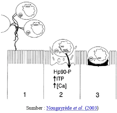 Gambar 4. Fase patogenesis EPEC  