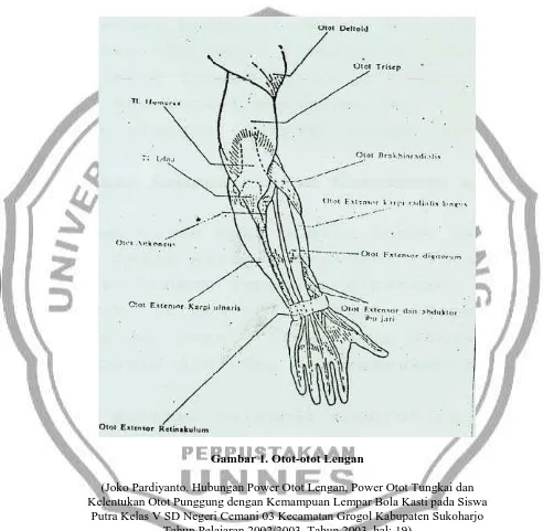 Gambar 1. Otot-otot Lengan 