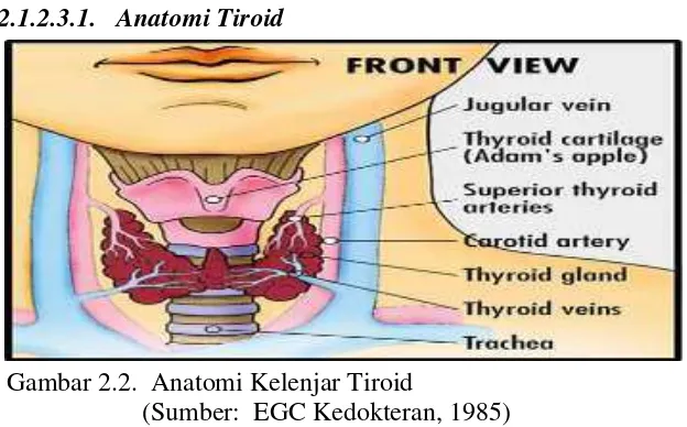 Gambar 2.2.  Anatomi Kelenjar Tiroid 