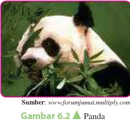 Gambar 6.2  Panda