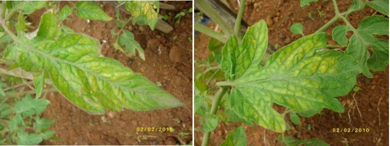 Gambar 4  Gejala penyakit klorosis pada daun tomat yang disebabkan oleh ToCV dan/atau TICV 