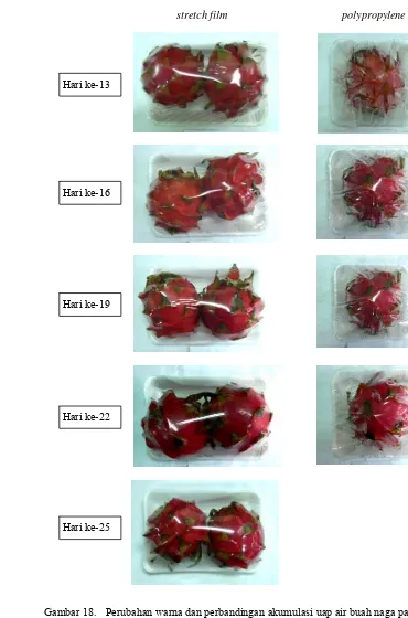 Gambar 18.   Perubahan warna dan perbandingan akumulasi uap air buah naga pada suhu 10°C dalam kemasan n polypropylene dalam kemasan atmosfer termodifikasi stretch film da