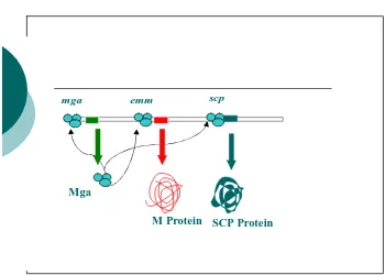 Gambar 2. : Interaksi antara protein Mga dengan situs activator gen emm  