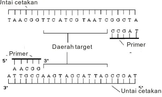 Gambar 7   Penempelan primer dengan untai DNA yang telah terdenaturasi    (Innis M., et al., 1990)  