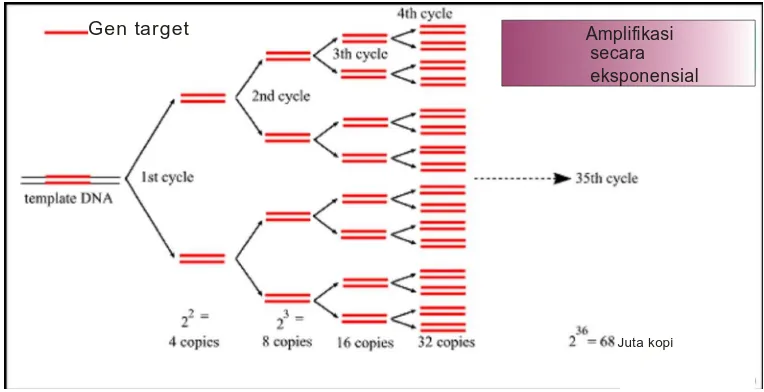 Gambar   8   Proses amplifikasi DNA target (Innis M., et al., 1990) 