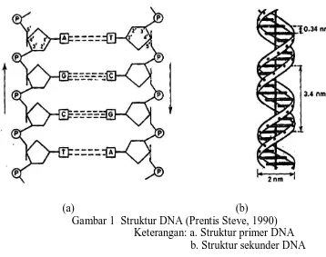Gambar 1  Struktur DNA (Prentis Steve, 1990) Keterangan: a. Struktur primer DNA  b. Struktur sekunder DNA  