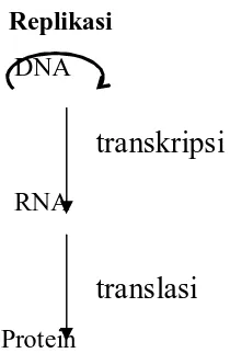 Gambar  4  Dogma sentral aliran informasi genetik (Marks, et al., 2000) 