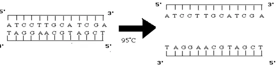 Gambar 6  Untai  DNA mengalami denaturasi (Innis M., et al.,