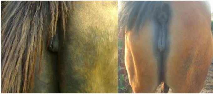 Gambar 21. Ekor Kuda Betina Estrus (a) dan Ekor Kuda Betina yang Tidak Estrus(b) 
