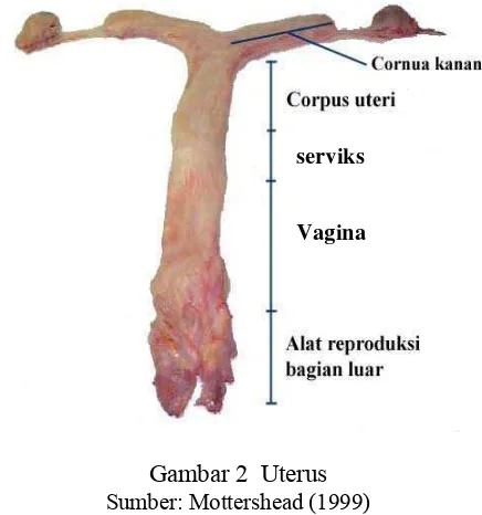 Gambar 2  Uterus 