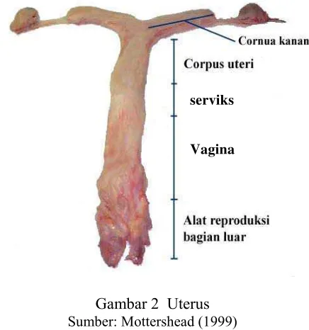 Gambar 2  Uterus 