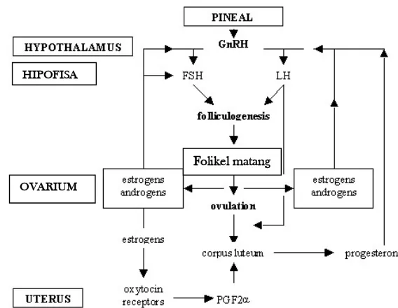 Gambar 7  Skema Umum Siklus Estrus Sumber : Mottershead (2001) 
