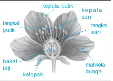 Gambar 3.3Bagian-bagian bunga.Sumber: Ensiklopedia IPTEK.