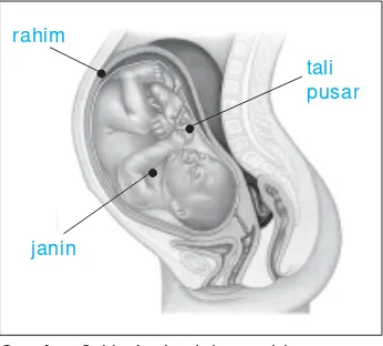 Gambar 3.10 Organ reproduksi wanita.Sumber: Kamus Visual, QA Internasional.