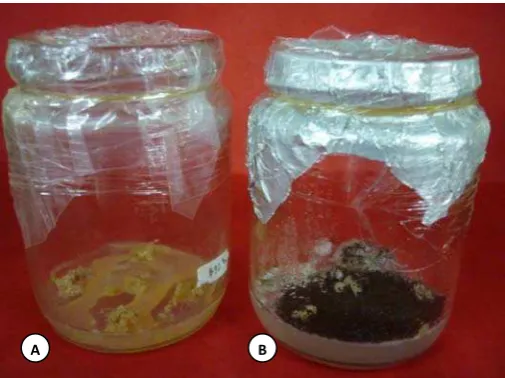 Gambar 6. Embrio somatik abnormal (a) kompak, (b) roset dan kompak. 