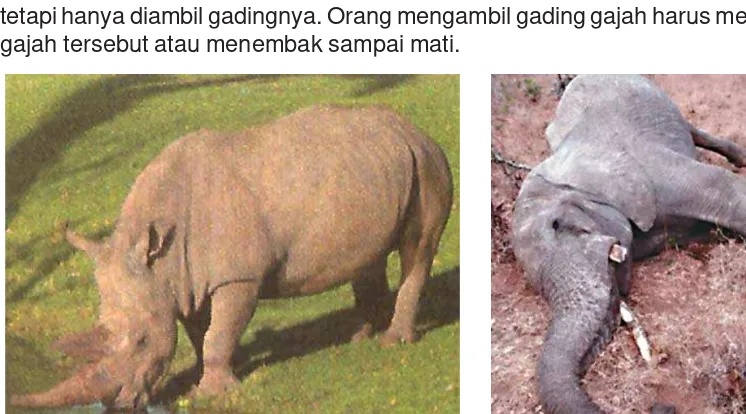 Gambar 3.3  Badak diburu hanya