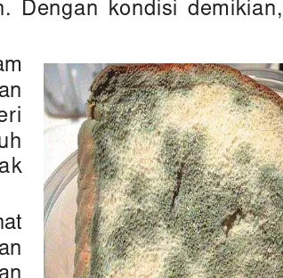 Gambar 7.1  Roti yang membusuk