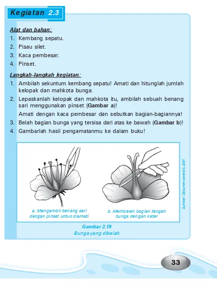 Gambar 2.19Bunga yang dibelah