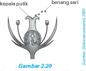 Gambar 2.20Masuknya benang sari ke kepala putik