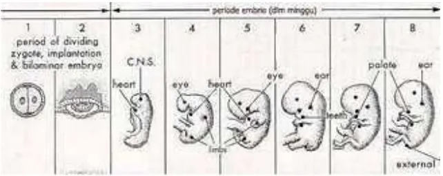 Gambar 2.1 Periode embrio minggu 1-8 