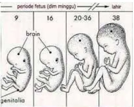 Gambar 2.2 Periode embrio minggu 8-lahir 