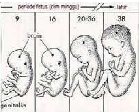 Gambar 2.2 Periode embrio minggu 8-lahir 