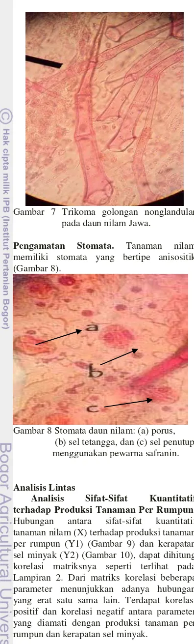 Gambar 8 Stomata daun nilam: (a) porus, 