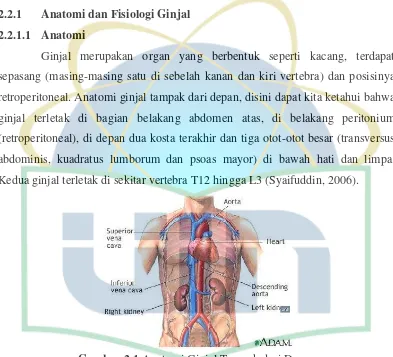 Gambar 2.1 Anatomi Ginjal Tampak dari Depan 