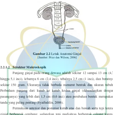 Gambar 2.2 Letak Anatomi Ginjal 