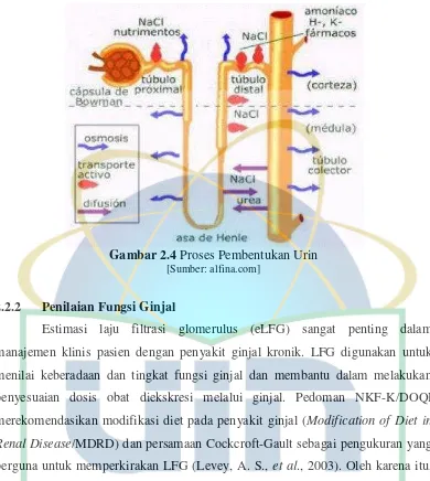 Gambar 2.4 Proses Pembentukan Urin 
