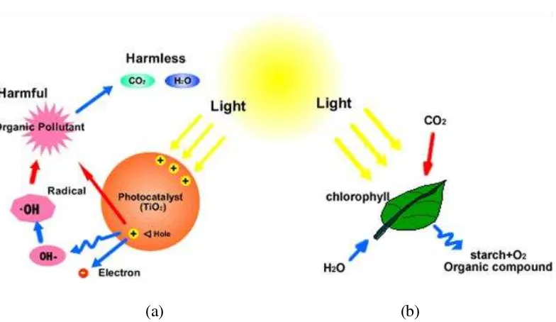 Gambar 2.5 Ilustrasi proses (a) fotokatalis dan (b) fotosintesis. 