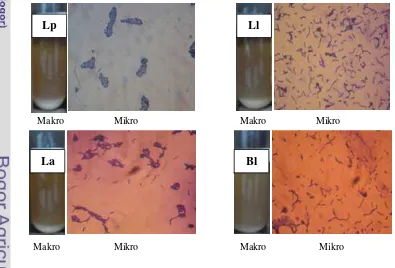 Gambar 12. Gambaran Agregasi BAL Indigenous Dadiah dan Asal Yogurt Susu Sapi secara Makroskopik (Makro) dan Mikroskopik (Mikro) (Perbesaran Lensa Objektif 100x) 