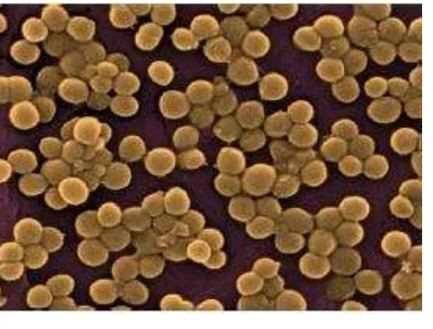 Gambar 2.2. Staphylococcus aureus 