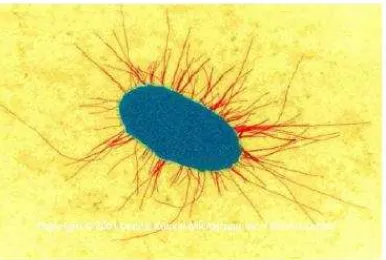 Gambar 2.3. Escherichia coli 