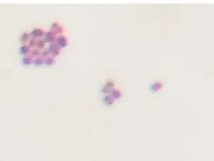 Gambar 8  Bentuk sel dan hasil pewarnaan Gram isolat BP (8) 