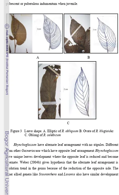 Figure 3   Leave shape. A. Elliptic of R. obliquum B. Ovate of R. klugioides  