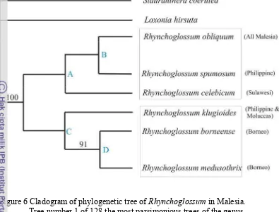 Figure 6 Cladogram of phylogenetic tree of Rhynchoglossum in Malesia. 